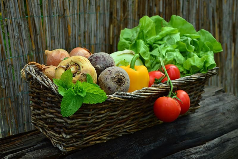 Gemüse aus der Selbstanpflanzung geerntet
